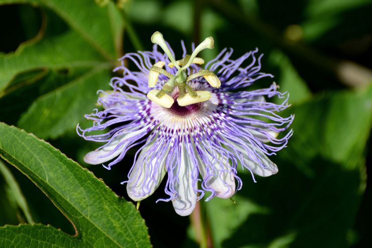 Passiflora incarné