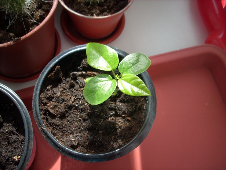 Boutures Passiflora