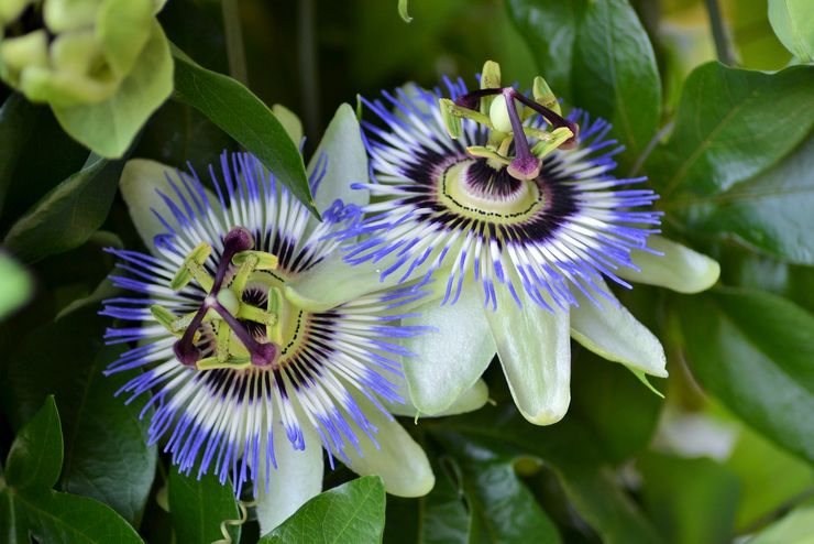 Propriétés de la fleur de la passion