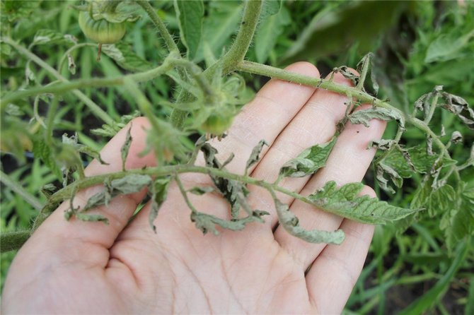 Feuilles roulantes en raison d'un excès d'engrais azotés