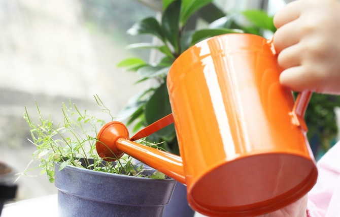 Comment sauver une plante inondée