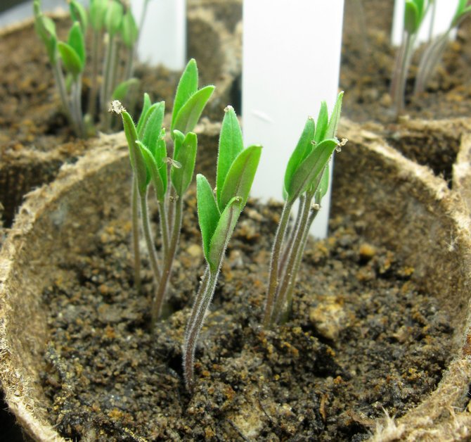 Lorsqu'au moins 2 feuilles se forment sur les jeunes plants, et c'est environ deux semaines plus tard, vous pouvez commencer la cueillette.