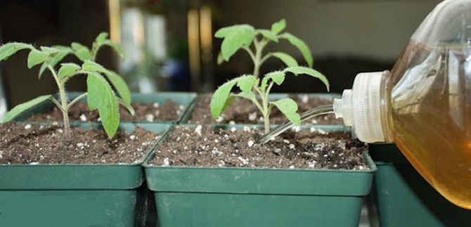 Top vinaigrette de plants de tomates