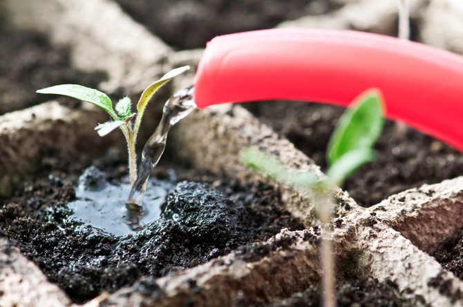 La tomate est une plante résistante à la baisse de température et à la sécheresse. Ces cultures nécessitent un arrosage modéré.