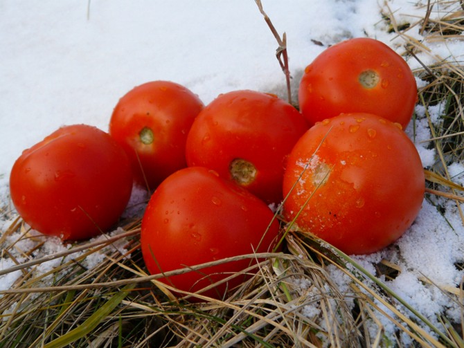 Semis d'hiver de tomates