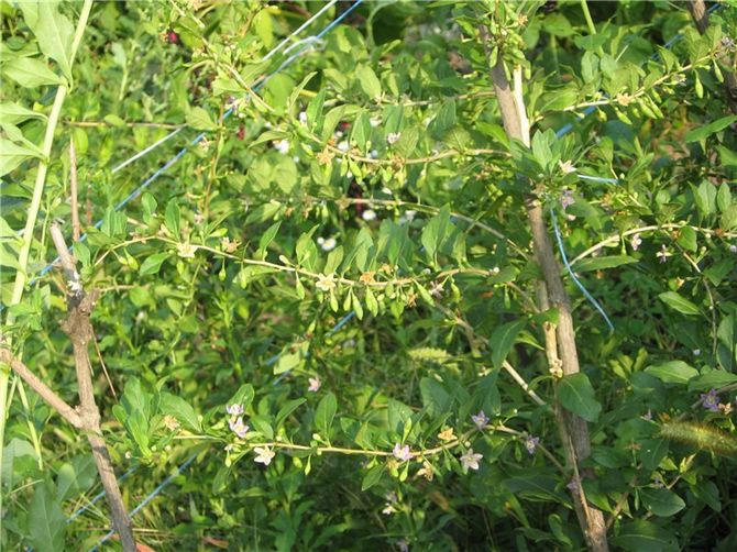 Le site de plantation du goji doit être choisi ensoleillé et sans danger d'eau stagnante