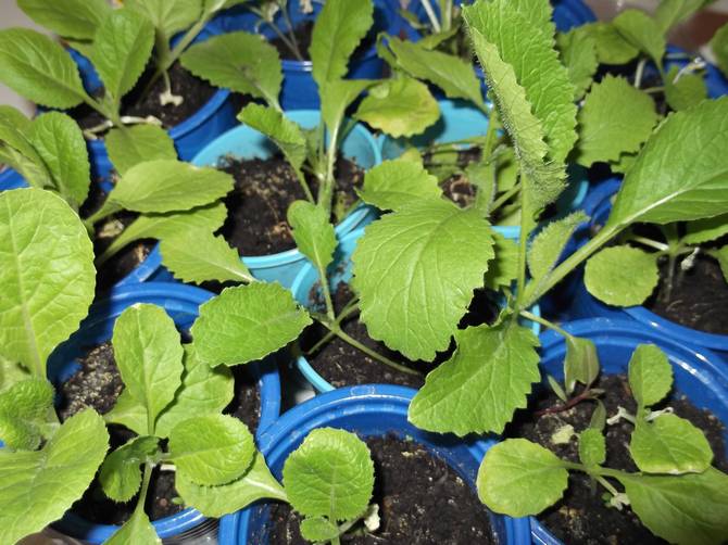 Les graines de chou de Pékin peuvent être plantées deux fois par an - fin mars (pour les semis) et fin juin (pour une utilisation en hiver).