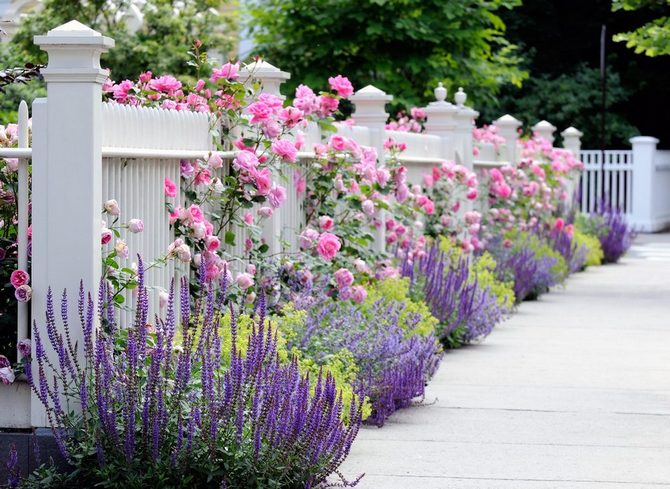 L'utilisation de roses Parise Charm dans l'aménagement paysager