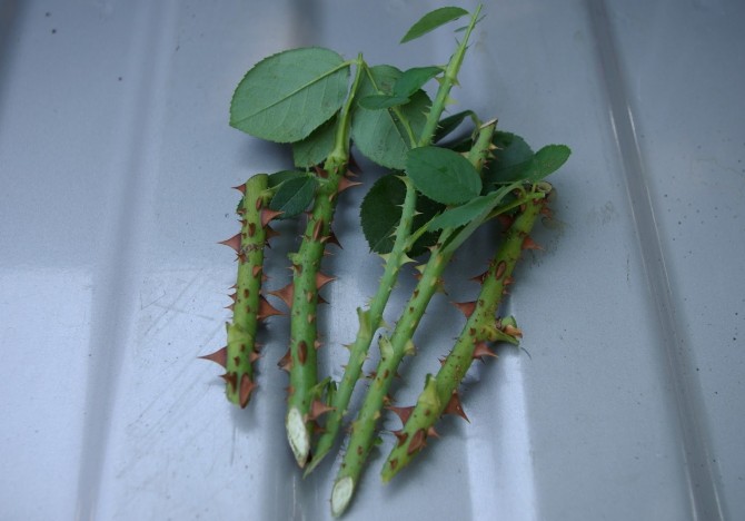 Reproduction du charme rose Parise