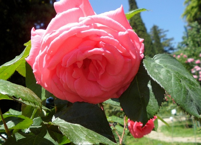 Charm Parise de rose en pleine croissance