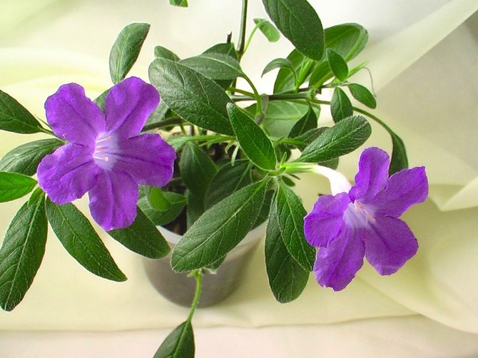 Ruellia résiste assez bien à une variété de ravageurs et de maladies