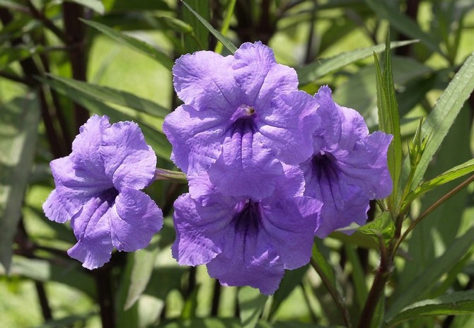 Ruellia - soins à domicile. Culture, transplantation et reproduction de ruelia. Description, types, photos