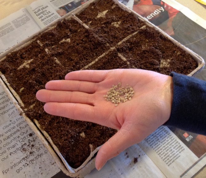 Semer des graines de tomates pour les semis