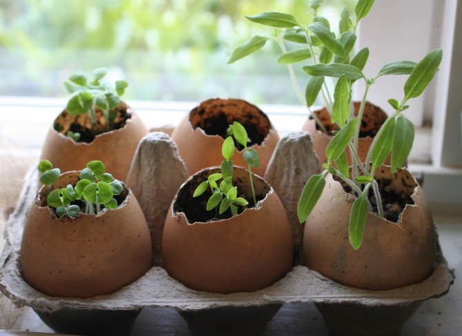 Le rôle de conteneur pour la culture des plants et la plantation de graines peut être joué par divers déchets ménagers, qui, à première vue, sont absolument inutiles.