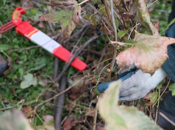 Rajeunissement du cassis en plusieurs étapes