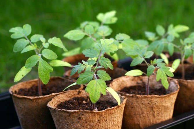 Les gobelets en tourbe sont un matériau respectueux de l'environnement qui ne pollue pas la nature, mais la fertilise et la nourrit.