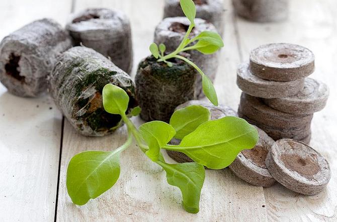 Les comprimés sont composés de tourbe broyée et de plusieurs nutriments.