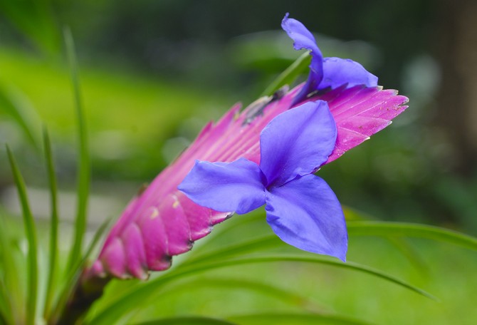 Soin Tillandsia pendant la période de floraison