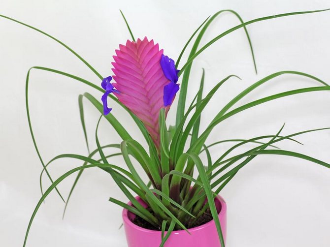 Description de la tillandsia