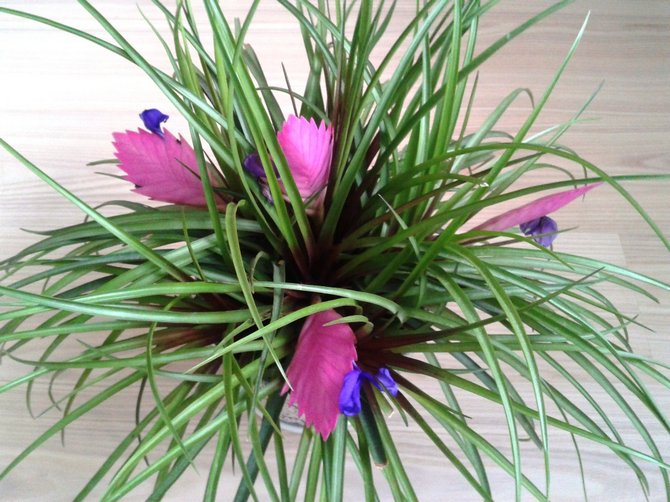 Un énorme besoin d'humidité dans une fleur d'intérieur est observé en été: le sol dans le pot doit être constamment humide.