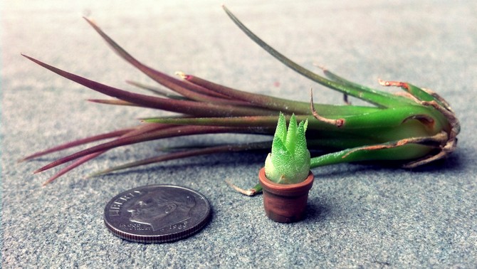 À la maison, vous pouvez obtenir une nouvelle jeune plante de tillandsia d'enfants ou de graines.