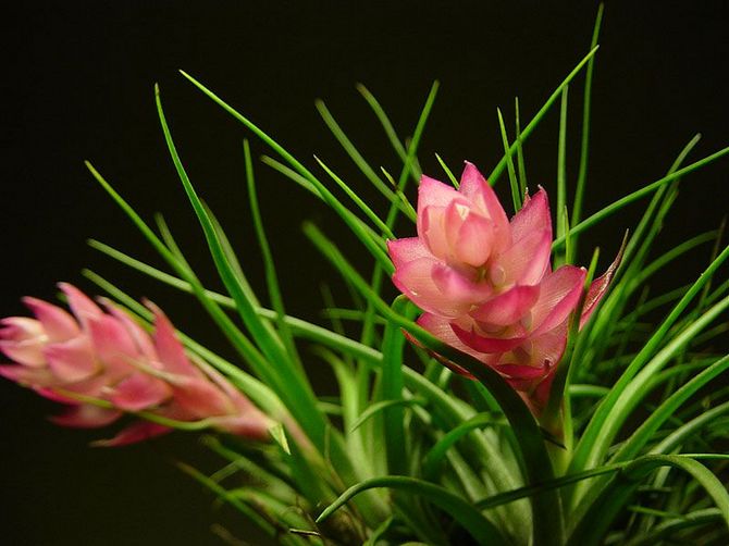 Types populaires de tillandsia