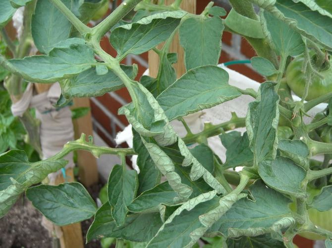 Les feuilles de tomate sont frisées: que faire?