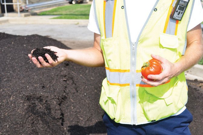 Semis d'hiver de tomates sur compost