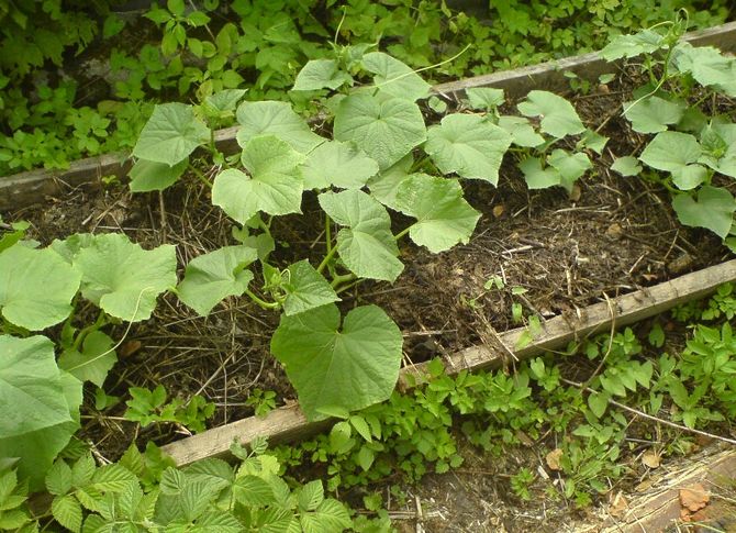 Planter des concombres dans le jardin, les soins et la culture