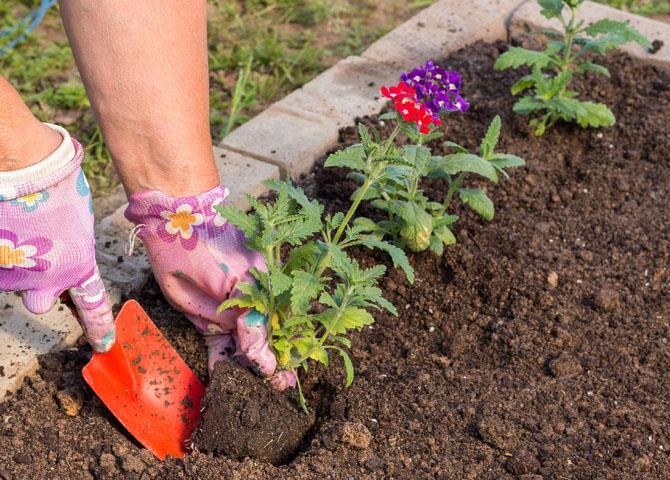 Choisir un siège et planter de la verveine