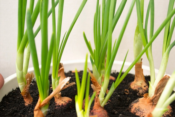 Planter des bulbes sur les verts, arroser et nourrir