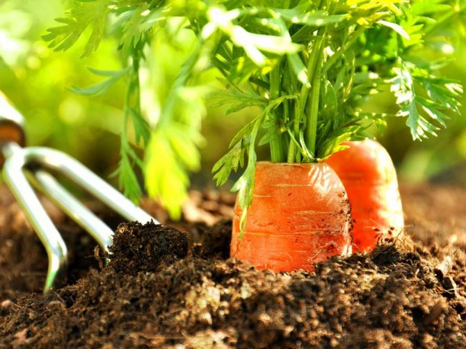 Technologie agricole pour la culture des carottes en agriculture naturelle