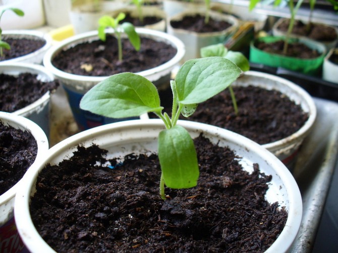 Des verres plus petits, qui sont bons pour planter des graines, sont laissés après divers yaourts