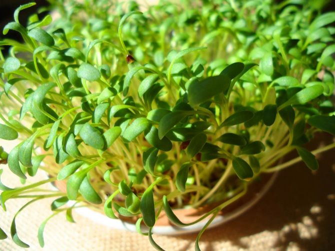 Quels légumes et légumes verts peuvent être plantés dans une serre au début du printemps