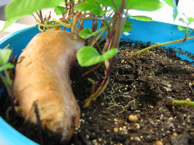 Faire germer des patates douces dans du terreau