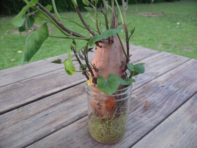 Faire germer des patates douces dans l'eau