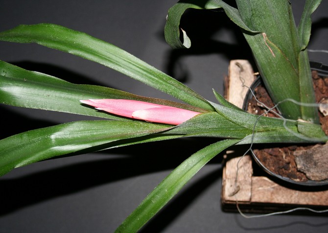 Bilbergia n'est pas pointilleux sur la composition de la terre