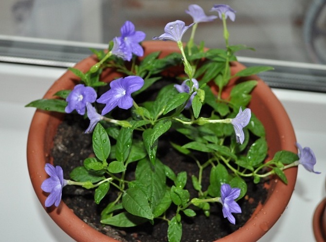 Pour la plantation brovale, vous pouvez utiliser un sol commercial ordinaire pour les plantes d'intérieur à fleurs.