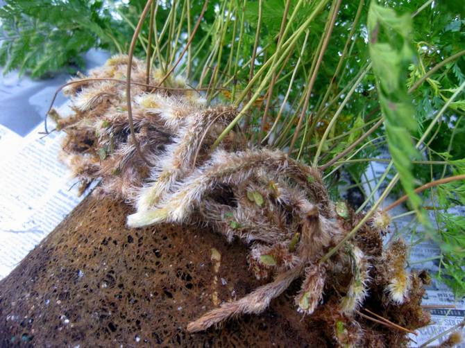 Le sol dans lequel pousse Davallia devra naturellement être fertilisé de temps en temps.