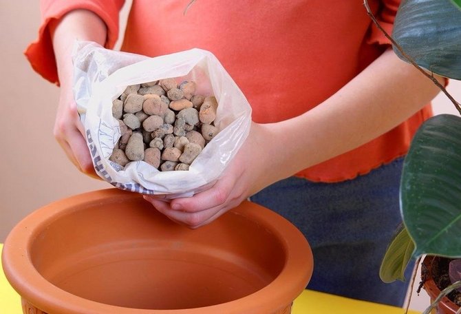 Drainage pour plantes d'intérieur. Comment faire un bon drainage de vos propres mains