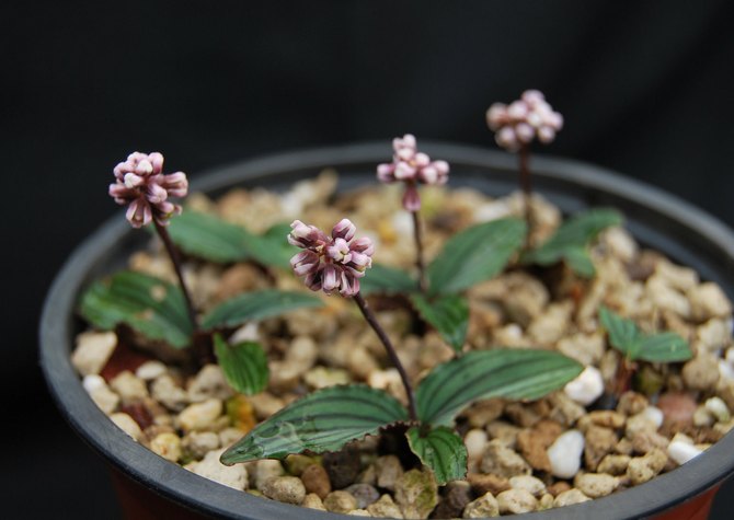 Pendant la période de croissance et de floraison actives, la plante doit être arrosée au besoin.