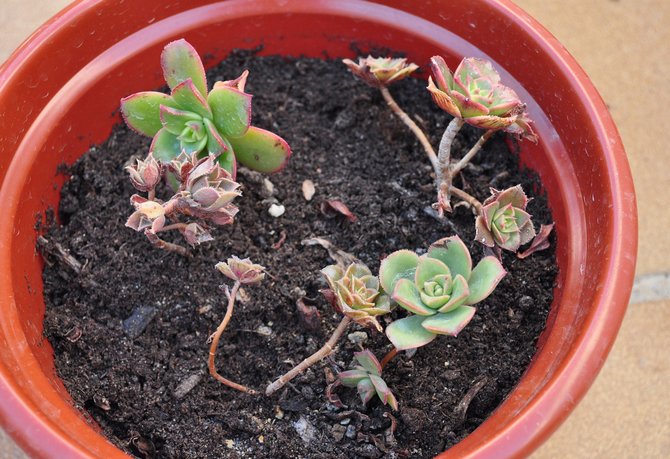 Reproduction d'aeonium