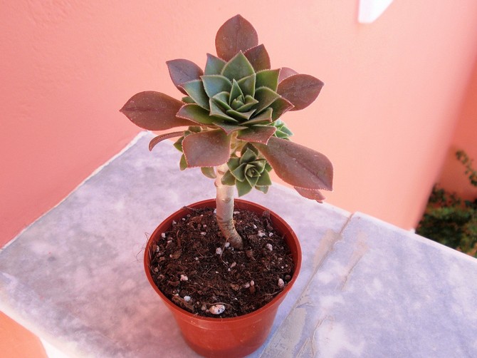 L'arbre pousse bien au printemps et en été, donc pendant cette période, il a besoin d'une alimentation nutritive pour les cactus.