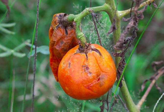 Lutte contre le mildiou des tomates: méthodes et remèdes populaires