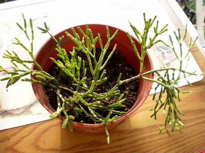 Pendant la période de croissance et de floraison, l'engrais doit être appliqué toutes les deux semaines.