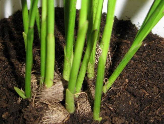 Chrysalidocarpus doit être fertilisé tout au long de l'année.