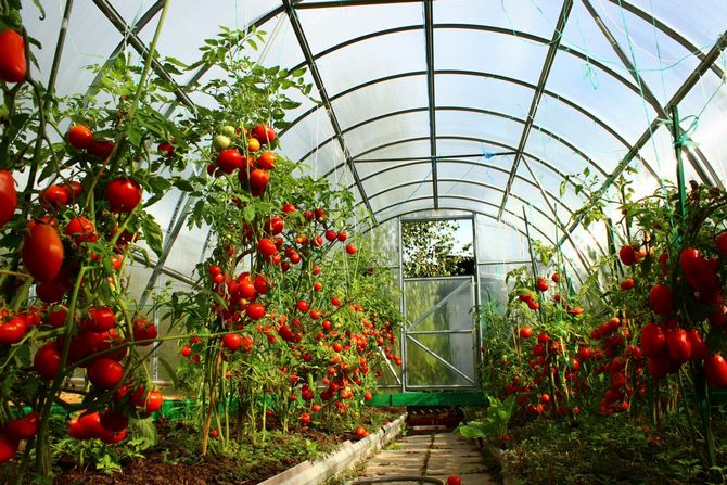 Variétés de tomates indéterminées