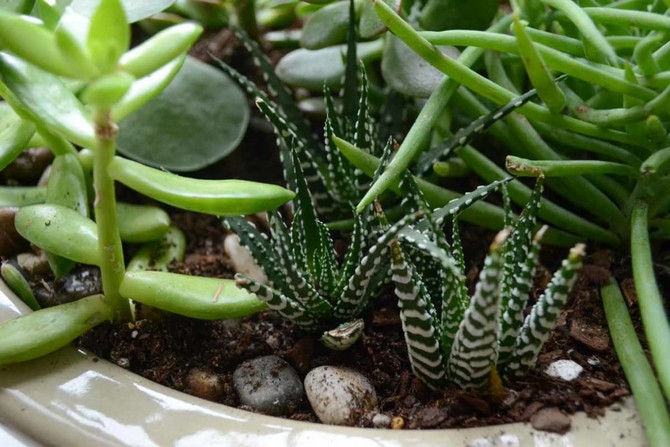 Calendrier lunaire des plantes d'intérieur et des fleurs en mai