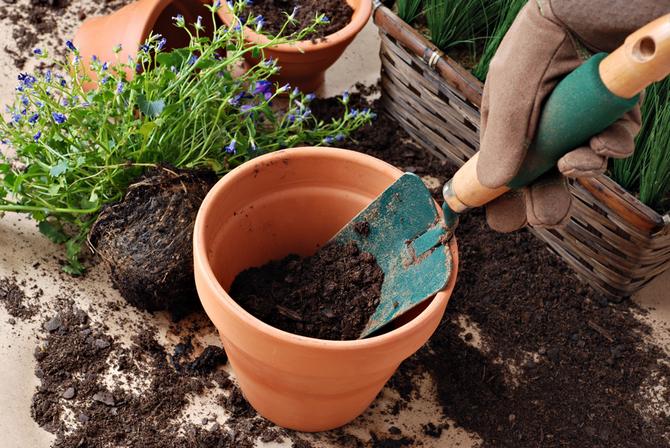 Calendrier lunaire des plantes d'intérieur et des fleurs en novembre