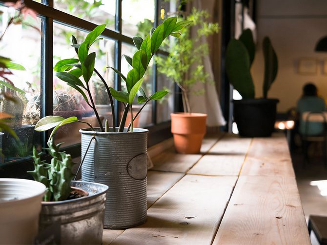 Calendrier lunaire des plantes d'intérieur et des fleurs en octobre